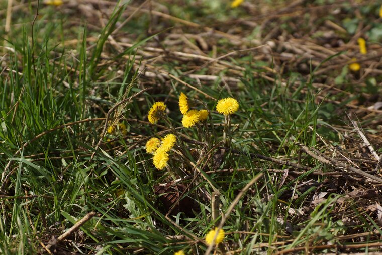 Tussilago farfara