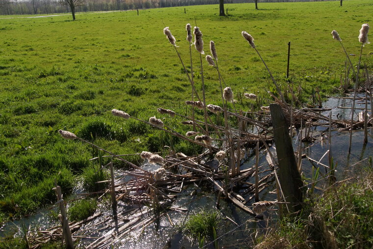 Typha sp