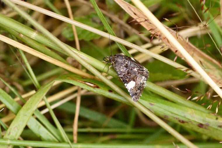 Tyta luctuosa La Catéphie endeuillée