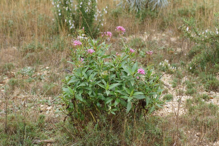 Valériane officinale