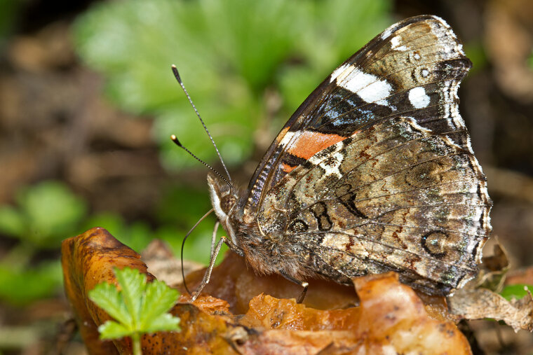 Vanessa atalanta 002