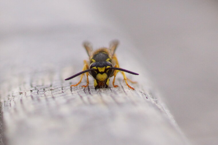 Vespula sp 2