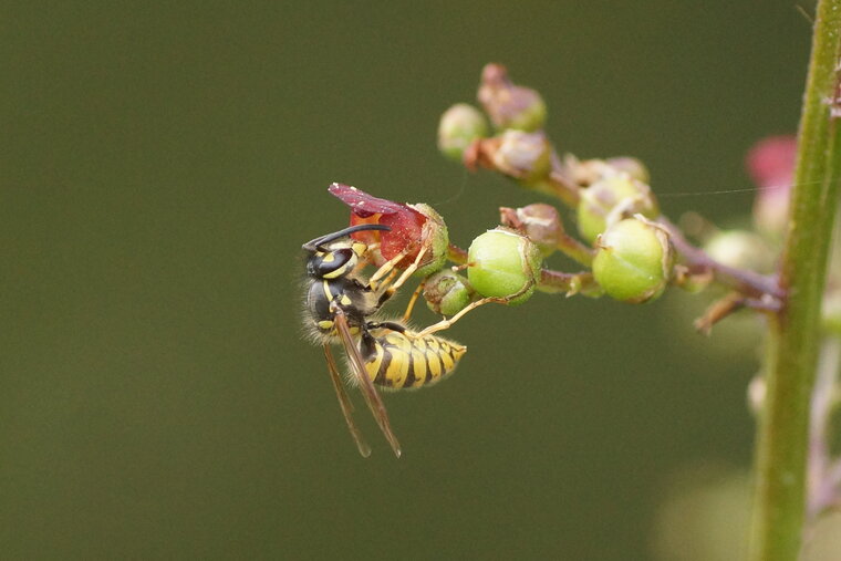 Vespula sp 2