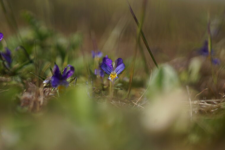 Violette de Curtis