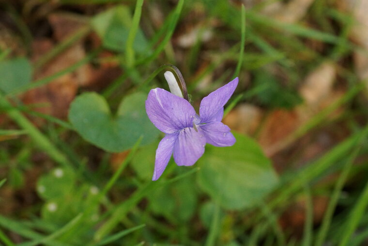 Violette de rivin sous réserve