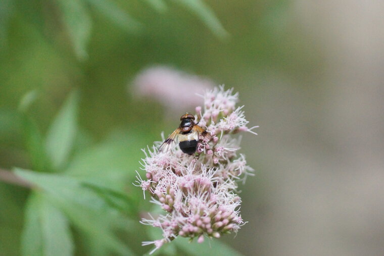 Volucella pellucens Volucelle transparente