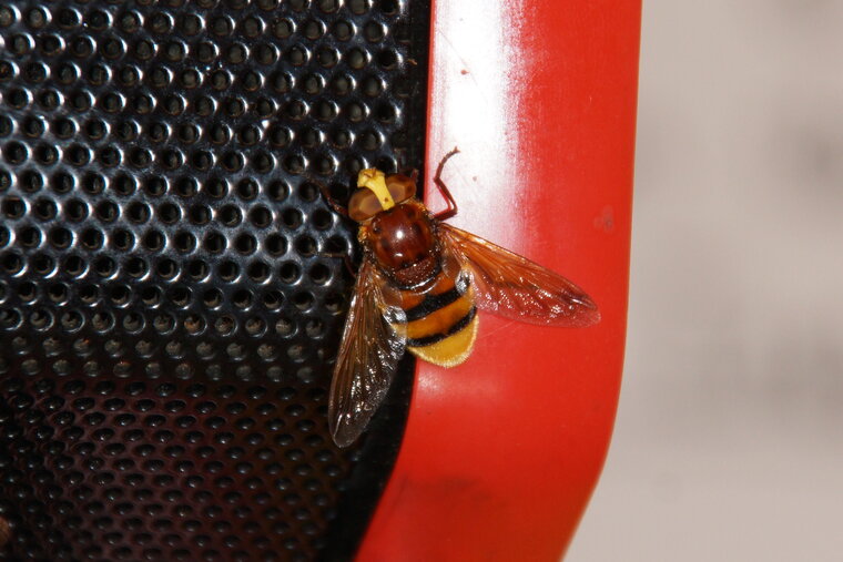 Volucella sp