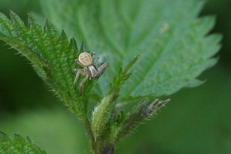 Xysticus ulmi sous réserve