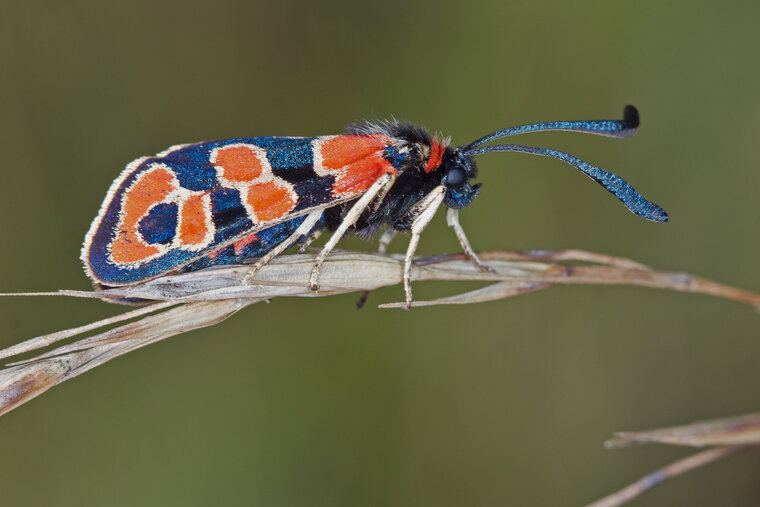 Zygaena Fausta 005