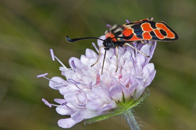 Zygaena Fausta 006