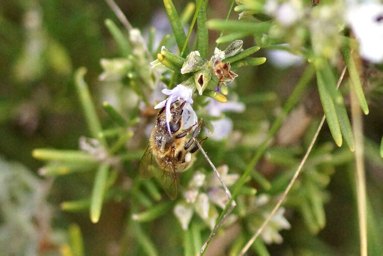 Abeille domestique