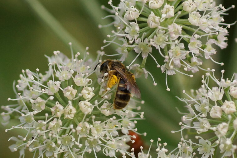 Abeille solitaire