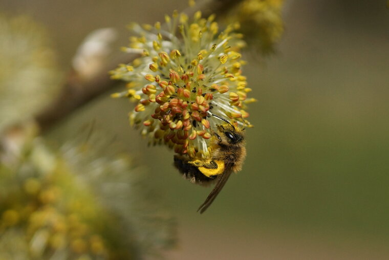 Abeille solitaire