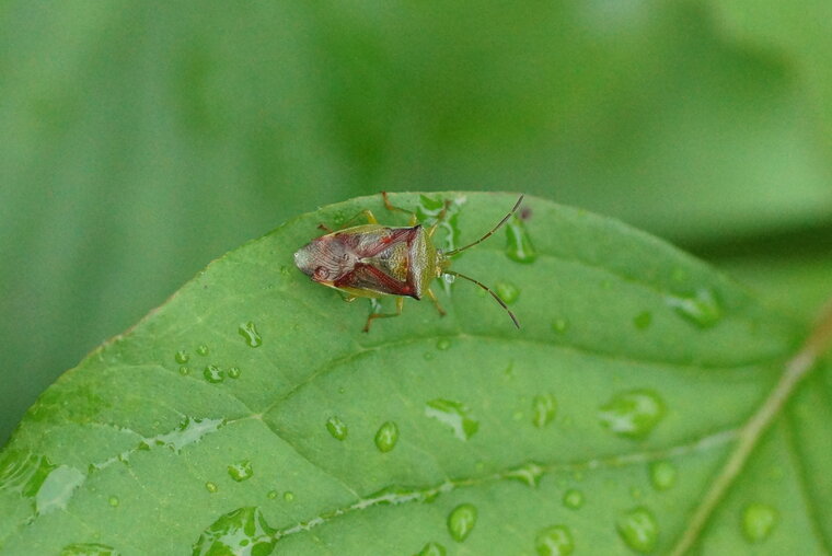 Acanthosoma haemorrhoidale