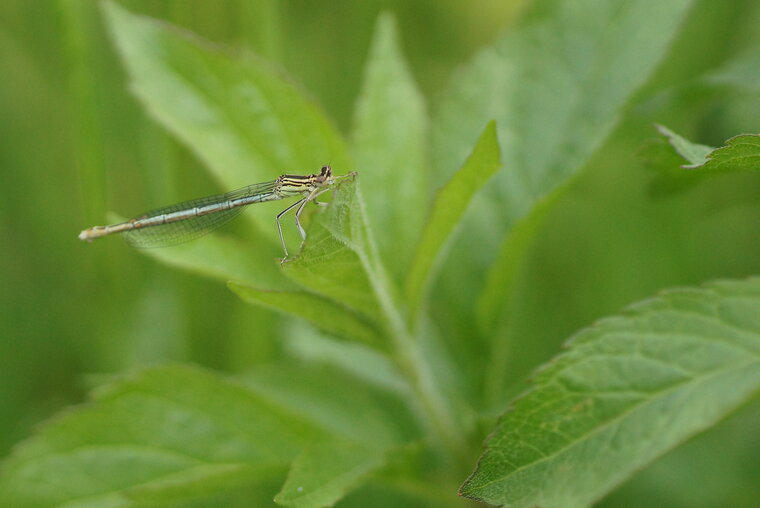 Agrion à larges pattes