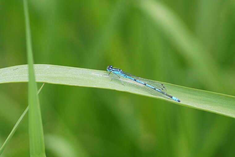 Agrion jouvencelle