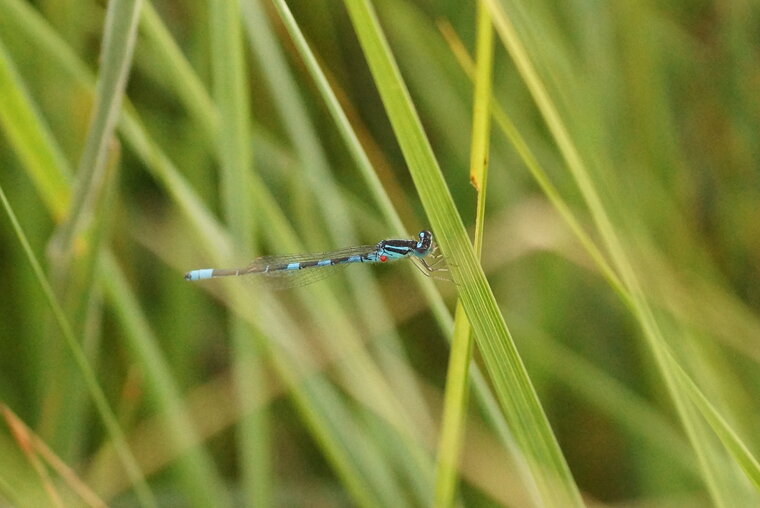 Agrion mignon mâle parasité