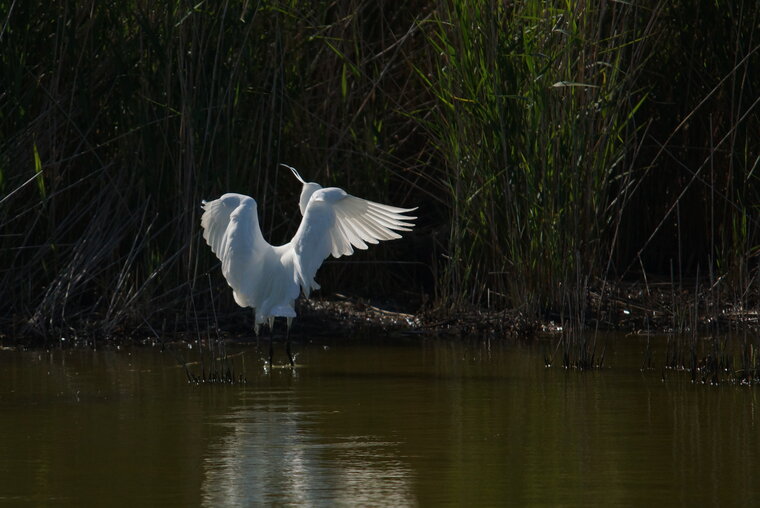 aigrette garzette