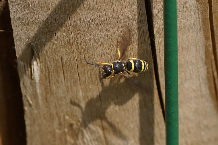 Ancistrocerus sp