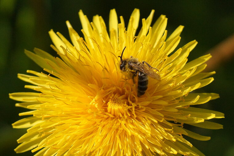 Andrena sp