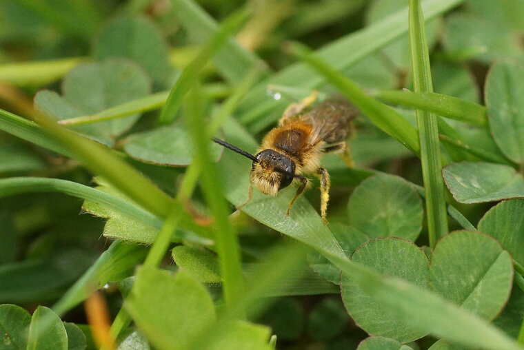 Andrena sp sous réserve