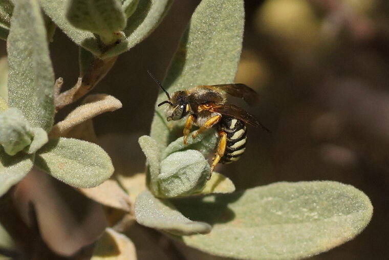 Anthidium sp Anthidie sp