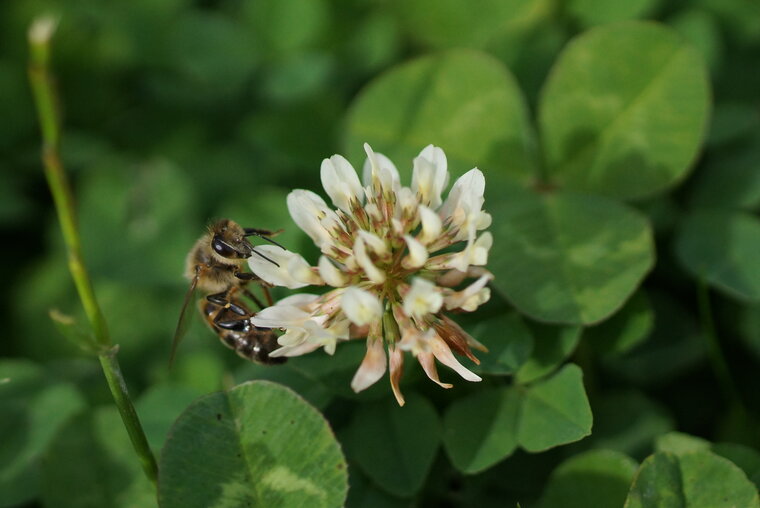 Apis mellidera sous réserve