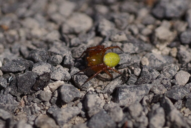 Araniella cucurbitina