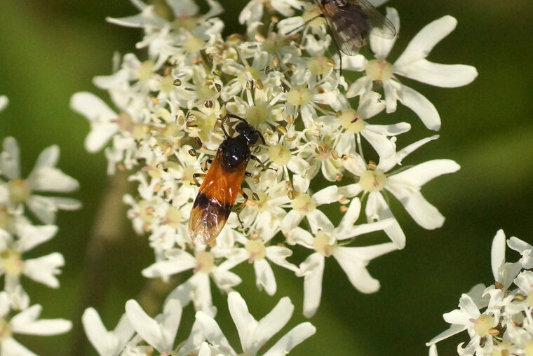 Arge cyanocrocea sous réserve