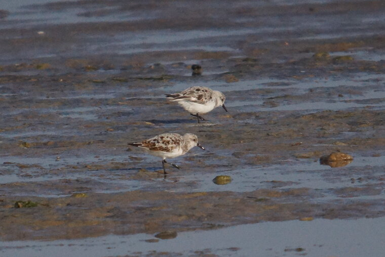 Bécasseau sanderling