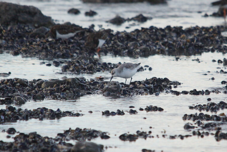 Bécasseaux sanderling sous réserve ambleteuse