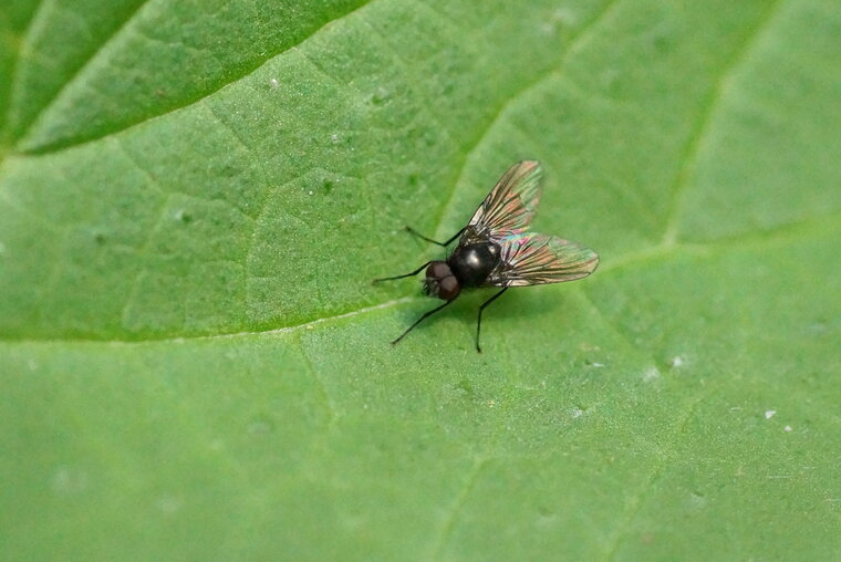 Bibionidé sous réserve