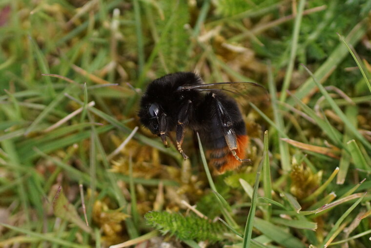 Bombus is dead