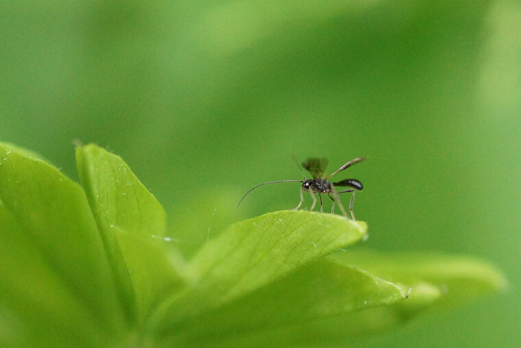 Braconidé sp sous réserve 2