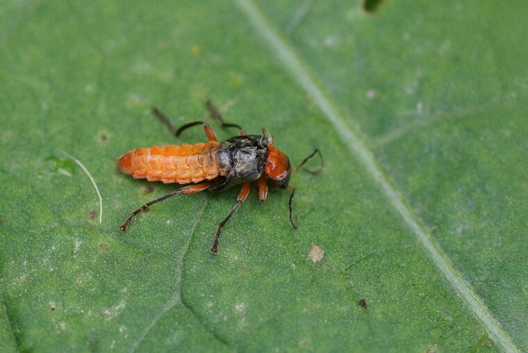 Cantharis dégénéré