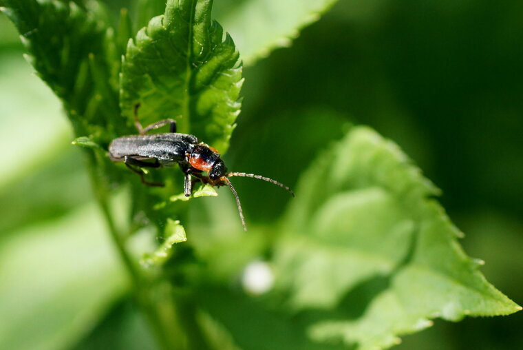 Cantharis obscura