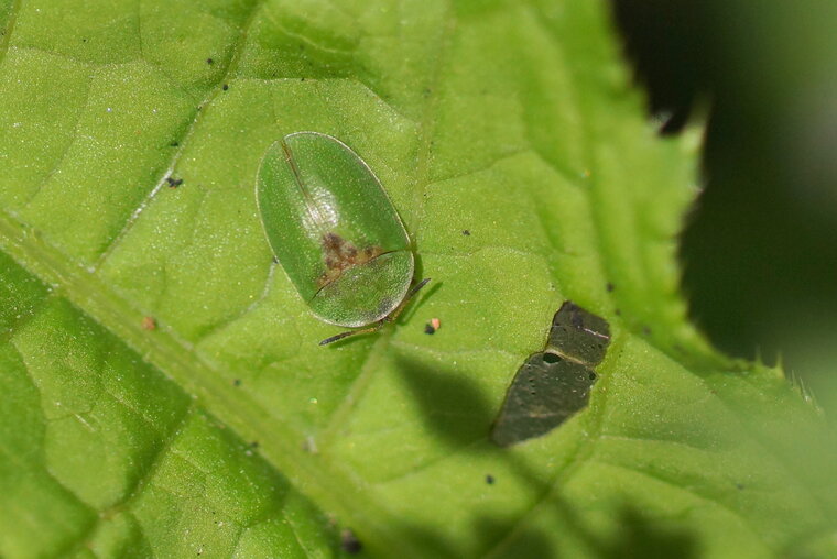 Casside tâchée de rouille