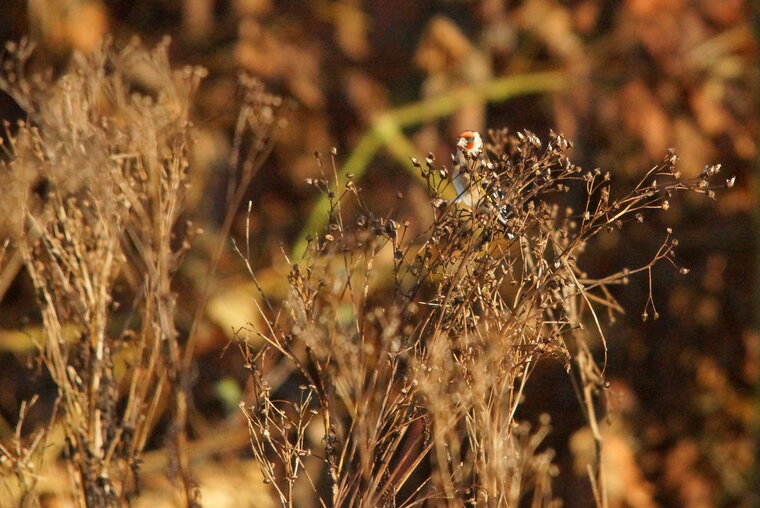 Chardonneret élégant