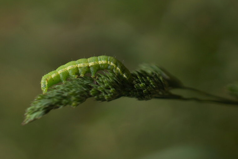 Chenille d Orthosia sp sous réserve