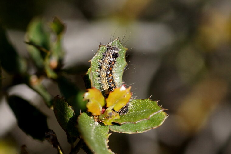 Chenille de 2