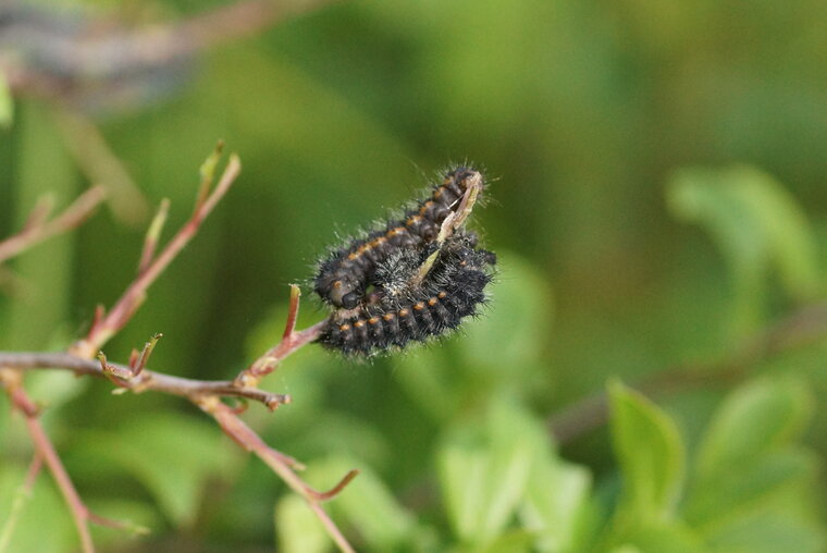 Chenille de la Lithosie aplatie recadré