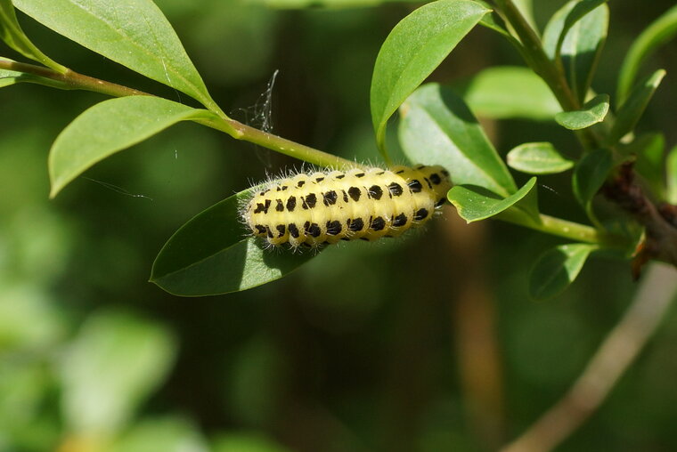 Chenille de Zygène sp