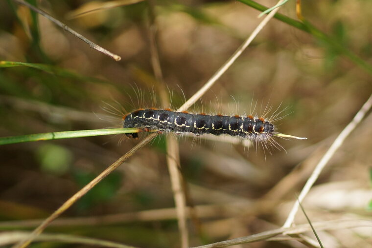 Chenille du Bombyx laineux