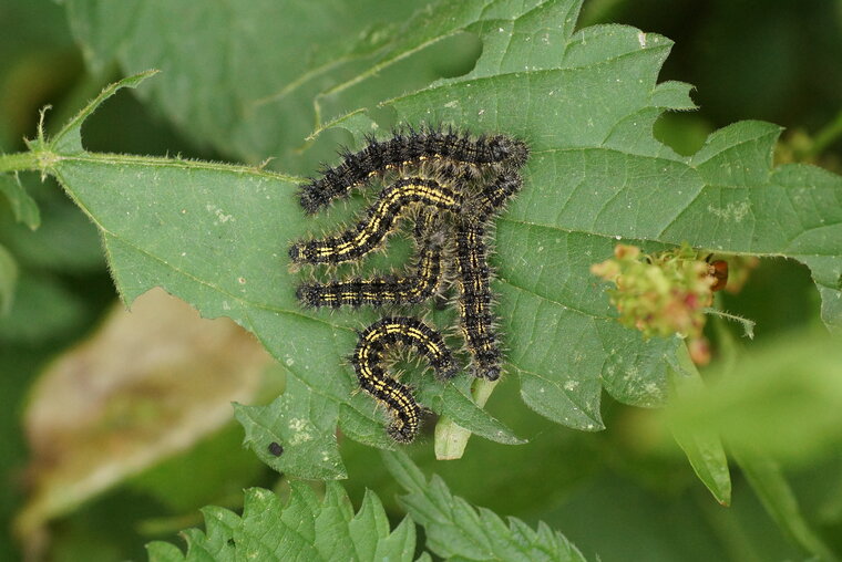 Chenilles de Paon du jour