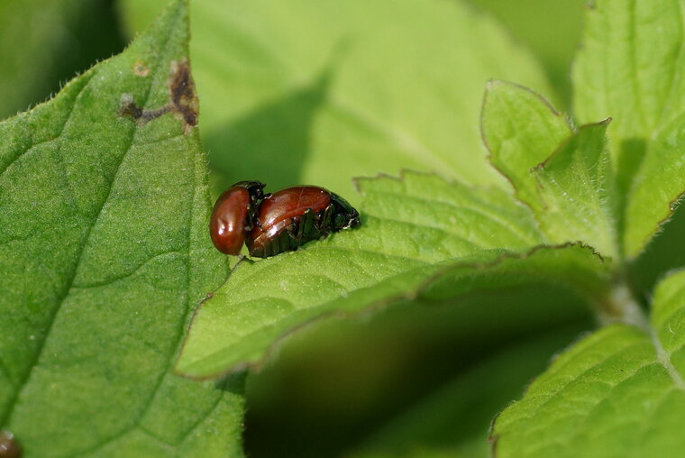 Chrysolina polita sous résserve 2