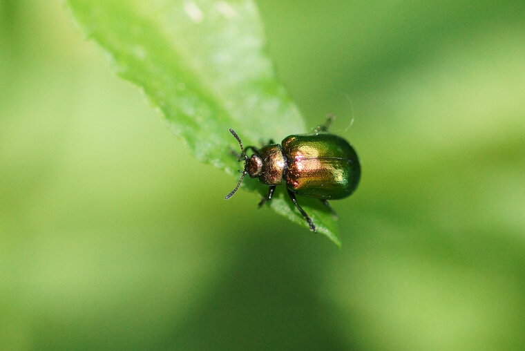 Chrysolina sp sous réserve