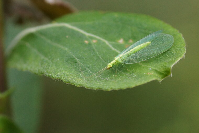 Chrysope sp