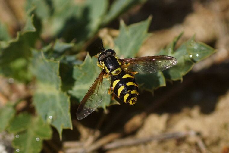 Chrysotoxum sp