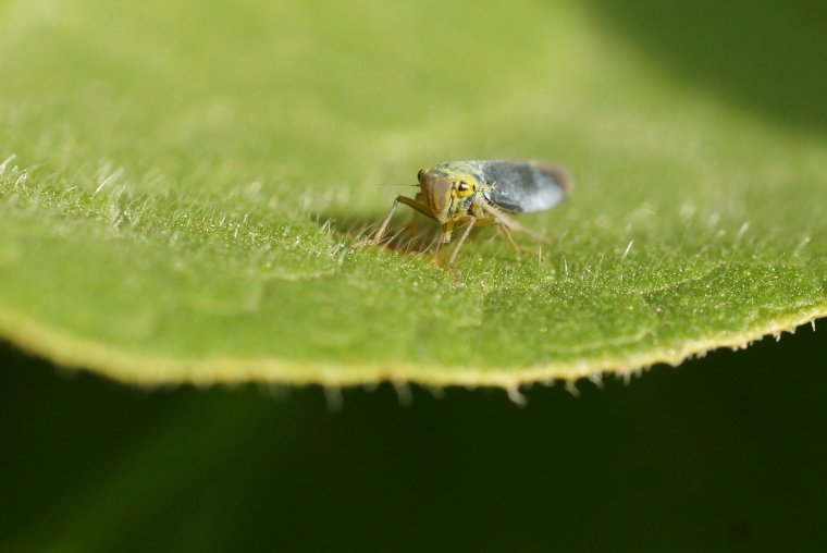 Cicadelle verte