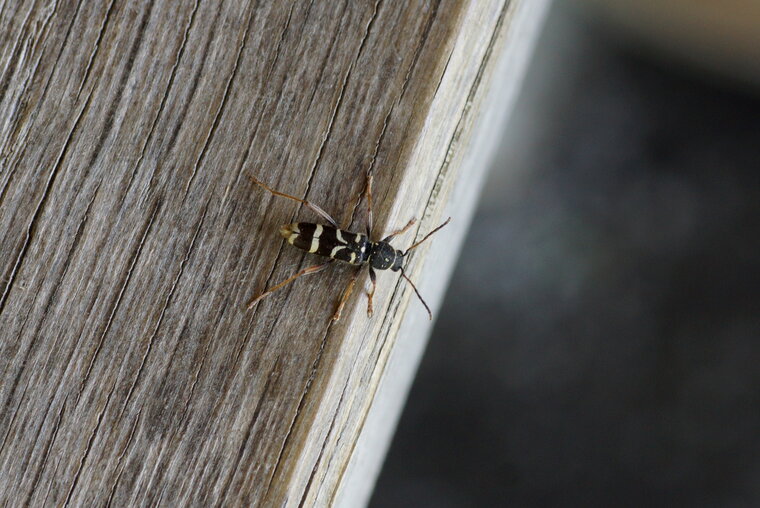 Clytus arietis